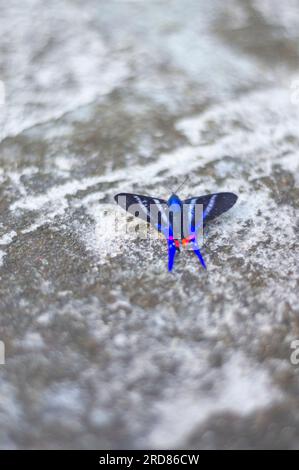 Papillon bleu debout sur une pierre urbaine en béton,lumière naturelle. Banque D'Images