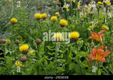 Chardon jaune vif comme des fleurs de Centaurea macrocephala, lys orange et iris jaune pâle dans le jardin britannique juin Banque D'Images