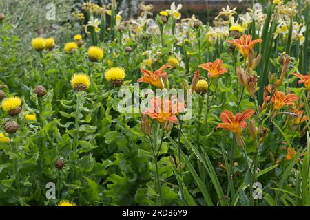 Chardon jaune vif comme des fleurs de Centaurea macrocephala, lys orange et iris jaune pâle dans le jardin britannique juin Banque D'Images