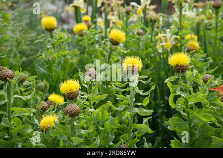 Chardon jaune vif comme des fleurs de Centaurea macrocephala dans le jardin britannique juin Banque D'Images