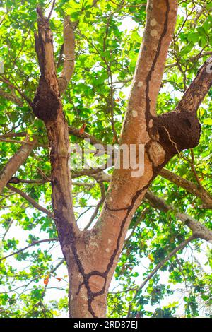 arbre affecté par les termites, termites maison sur le tronc. Banque D'Images