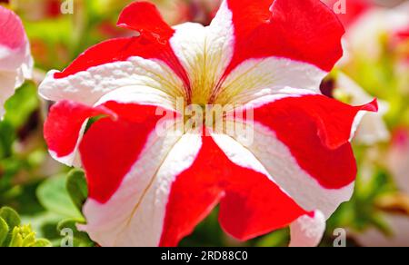 Plantes et fleurs de la province de Tarragone, Catalogne, Espagne, Europe Banque D'Images