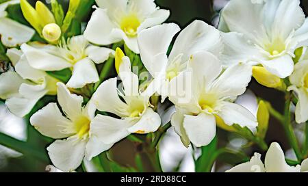 Plantes et fleurs de la province de Tarragone, Catalogne, Espagne, Europe Banque D'Images