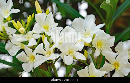 Plantes et fleurs de la province de Tarragone, Catalogne, Espagne, Europe Banque D'Images