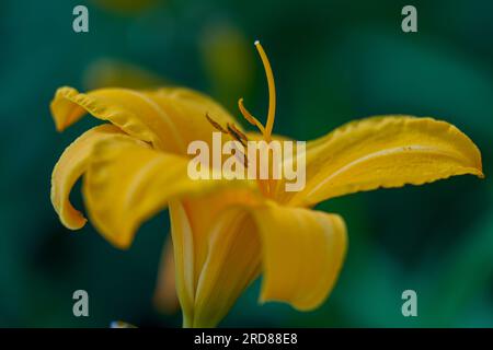 Fleur de lys jaune luxuriante et colorée en gros plan Banque D'Images