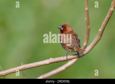 La munia à poitrine écailleuse est originaire de l'Inde, du sud de la Chine et d'une grande partie de l'Asie du Sud-est. Banque D'Images