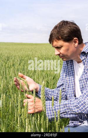 Un fermier mâle vérifie la qualité du blé semé un jour ensoleillé d'été, un travail de terrain d'été, un champ avec du blé Banque D'Images