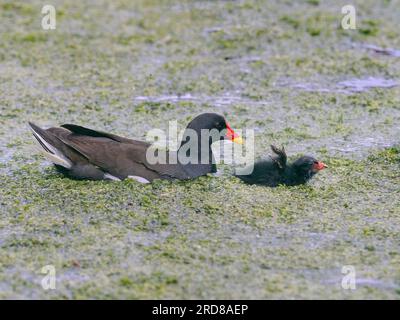 Moorhen Gallinula chloropus avec petit poussin Banque D'Images