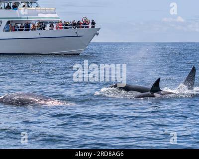 Un groupe d'orques transitoires (Orcinus orca), se nourrissant d'une carcasse de veau de baleine grise dans le Monterey Bay Marine Sanctuary, Californie, États-Unis Banque D'Images