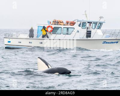 Un groupe d'orques transitoires (Orcinus orca), attrapant et tuant un marsouin commun dans le Monterey Bay Marine Sanctuary, Californie, États-Unis Banque D'Images