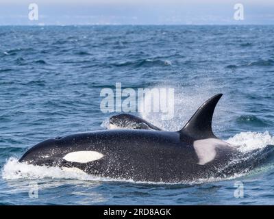 Orques transitoires (Orcinus orca), faisant surface dans le sanctuaire marin de la baie de Monterey, Monterey, Californie, États-Unis d'Amérique, Amérique du Nord Banque D'Images
