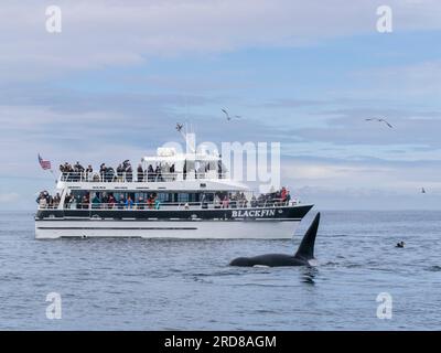 Un groupe d'orques transitoires (Orcinus orca), près d'un bateau d'observation des baleines dans le Monterey Bay Marine Sanctuary, Californie, États-Unis Banque D'Images