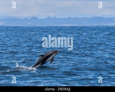 Dauphin à flancs blancs du Pacifique adulte (Lagenorhynchus obliquidens), pénétrant dans le sanctuaire marin de la baie de Monterey, Californie, États-Unis Banque D'Images