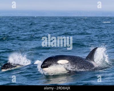 Orques transitoires (Orcinus orca), faisant surface dans le sanctuaire marin de la baie de Monterey, Monterey, Californie, États-Unis d'Amérique, Amérique du Nord Banque D'Images