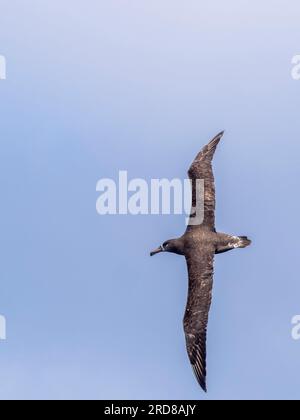 Albatros à pieds noirs adulte (Phoebastria nigripes), en vol dans le Monterey Bay Marine Sanctuary, Monterey, Californie, États-Unis Banque D'Images