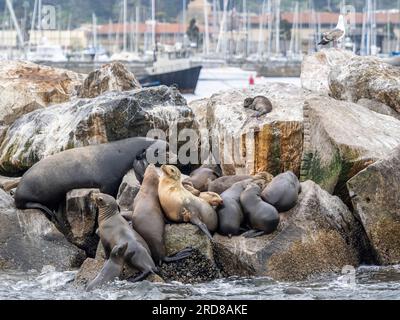 Lions de mer de Californie (Zalophus californianus), transportés dans le sanctuaire marin national de Monterey Bay, Californie, États-Unis Banque D'Images