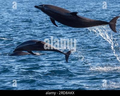 Grands dauphins communs adultes (Tursiops truncatus), sautant au large de Isla San Jose, Basse-Californie du Sud, Mexique, Amérique du Nord Banque D'Images