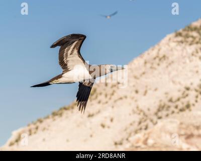 Bébé brun adulte (Sula leucogaster), en vol près de Isla San Pedro Martir, Basse Californie, Mexique, Amérique du Nord Banque D'Images