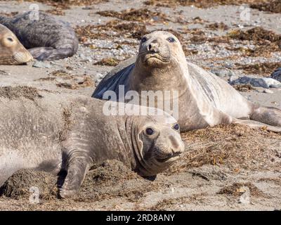 Éléphants de mer adultes (Mirounga angustirostris), île Benito del Oeste, Basse-Californie, Mexique, Amérique du Nord Banque D'Images