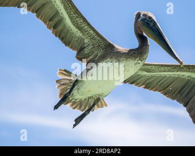 Pélican brun juvénile (Pelecanus occidentali), en vol dans la baie Concepcion, Basse-Californie, Mexique, Amérique du Nord Banque D'Images