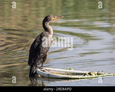 Cormoran adulte à double crête (Nannopterum auritum), sur palmier, San Jose del Cabo, Baja California sur, Mexique, Amérique du Nord Banque D'Images