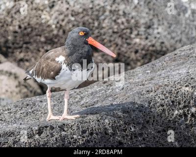 Huissier américain adulte (Haematopus palliatus), chasse le long de la rive, Isla Rasa, Basse-Californie, Mexique, Amérique du Nord Banque D'Images