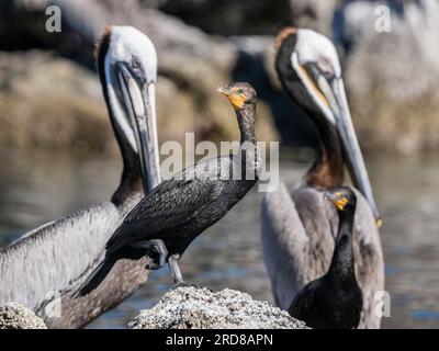 Cormoran adulte à double crête (Nannopterum auritum), parmi les pélicans bruns, Isla Ildefonso, Basse-Californie, Mexique, Amérique du Nord Banque D'Images