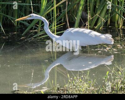 Grande aigrette adulte (Ardea alba), proie harcelante dans un lagon près de San Jose del Cabo, Basse-Californie du Sud, Mexique, Amérique du Nord Banque D'Images