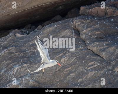 Oiseau-trompe adulte à bec rouge (Phaethon aetheus), en vol près de son nid à Isla San Pedro Martir, Basse-Californie, Mexique, Amérique du Nord Banque D'Images