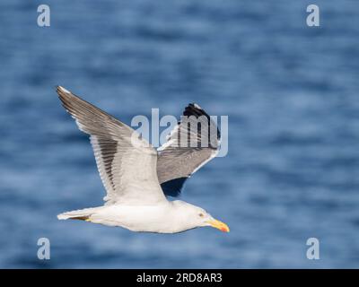 Goélands adultes à pieds jaunes (Larus Livens), en vol, Isla San Pedro Martir, Basse-Californie, Mexique, Amérique du Nord Banque D'Images