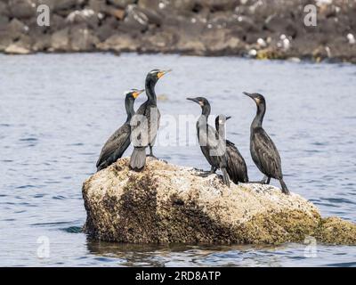 Cormorans adultes à double crête (Nannopterum auritum) sur roche au large, Isla Ildefonso, Basse-Californie, Mexique, Amérique du Nord Banque D'Images