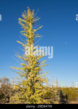 Boojum (cirio) (Fouquieria columnaris), dans le désert de Sonora, Bahia de los Angeles, Basse Californie, Mexique, Amérique du Nord Banque D'Images