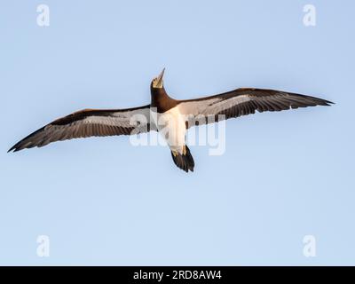 An adult brown booby (Sula leucogaster) in flight, near Coiba Island, Panama, Central America Stock Photo