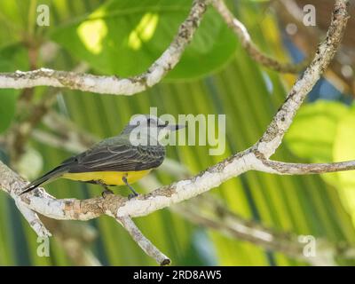 oiseau royal tropical adulte (Tyrannus melancholicus), perché dans un arbre sur l'île de Coiba, Panama, Amérique centrale Banque D'Images