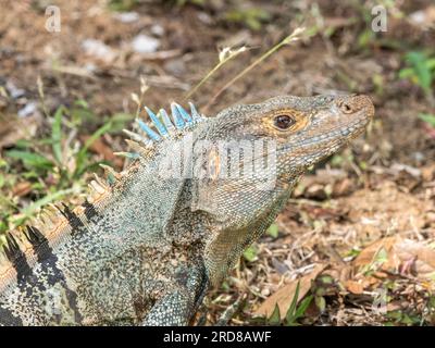 Un iguane adulte à queue épineuse noire (Ctenosaura similis), sur le sol de l'île Barro Colorado, Panama, Amérique centrale Banque D'Images