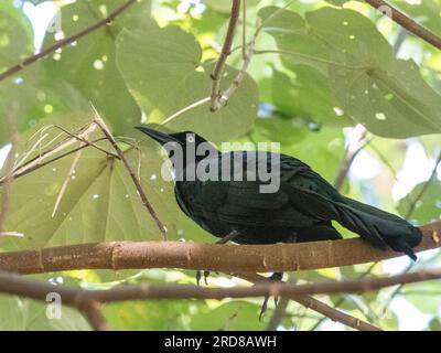 Grackle à queue large adulte (Quiscalus mexicanus), perché dans un arbre sur l'île de Coiba, Panama, Amérique centrale Banque D'Images