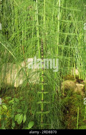 Equisetum giganteum (Equisetum giganteum) est une prêle originaire d'Amérique du Sud, d'Amérique centrale et du sud du Mexique. Il peut atteindre 5 m de haut. Pte Banque D'Images