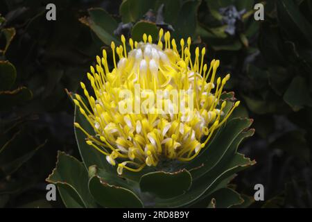 Floraison Pincushion Protea (Leucospermum species), Parc national de Table Mountain, Cape Town, Afrique du Sud, Afrique Banque D'Images