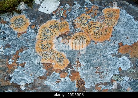 Porpidia macrocarpa est un lichen crustacé. Pousse sur des roches siliceuses. Ascomycota. Lecideaceae. Cette photo a été prise près de Chamonix, dans les Alpes françaises. Banque D'Images