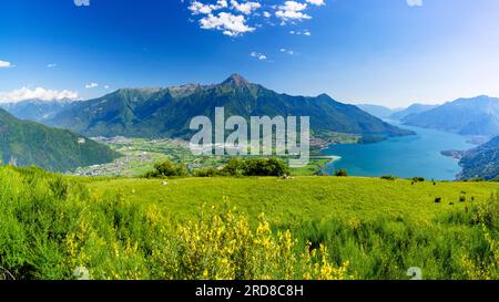 Panoramique de Monte Legnone et Alto Lario des prairies fleuries au-dessus du lac de Côme, Bugiallo, province de Côme, Lombardie, Lacs italiens, Italie, Europe Banque D'Images