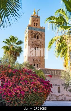 Ancienne tour minaret de la mosquée Koutoubia, classée au patrimoine mondial de l'UNESCO, encadrée de fleurs au printemps, Marrakech, Maroc, Afrique du Nord, Afrique Banque D'Images