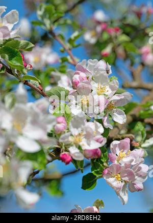 Arbre de pomme en fleur, malus, au printemps en gros plan Banque D'Images