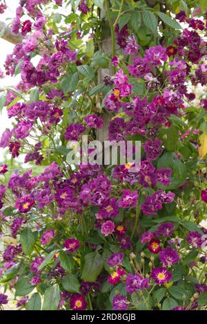 Fleurs violettes uniques d'été de la rose rambling multiflora Rosa Violette dans le jardin britannique juin Banque D'Images