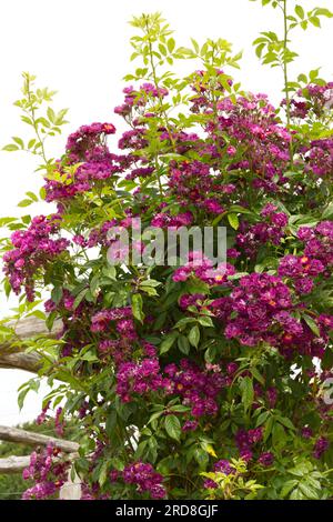 Fleurs violettes uniques d'été de la rose rambling multiflora Rosa Violette dans le jardin britannique juin Banque D'Images