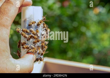 Les trésors de l'apiculteur : le conteneur de la reine des abeilles et les abeilles à la main, avec un fond Hazy Banque D'Images