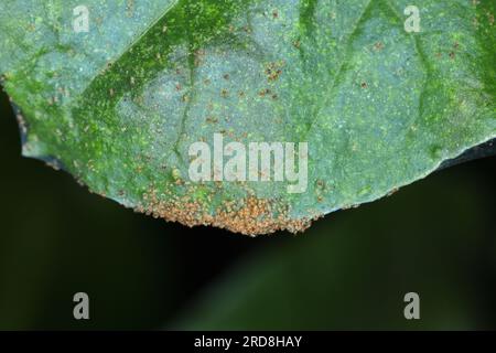 Tetranychus urticae (araignée rouge ou araignée à deux taches) est une espèce d'acarien nourrissant les plantes, nuisible à de nombreuses plantes. Groupement d'acariens sur betteraves sucrières Banque D'Images