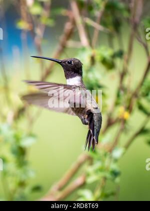 Un colibri mâle adulte à chiné noir, Arcgilochus alexandri, dans Madera Canyon, dans le sud de l'Arizona. Banque D'Images