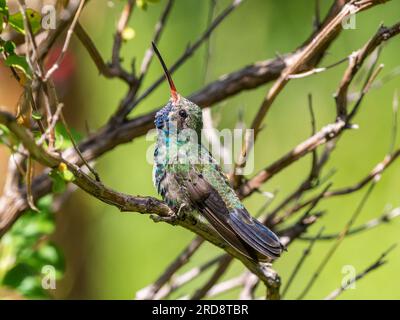 Un colibri mâle adulte à bec large, Cynanthus latirostris magicus, dans le canyon Madera, dans le sud de l'Arizona. Banque D'Images