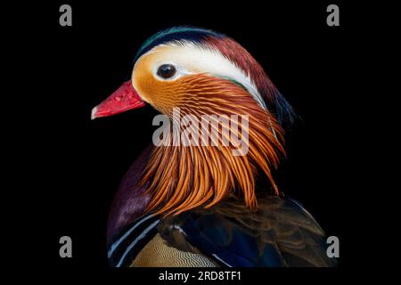 Un canard mandarin à Wimbledon Common, Londres, Royaume-Uni Banque D'Images