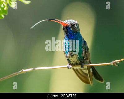 Un colibri mâle adulte à bec large, Cynanthus latirostris magicus, dans le canyon Madera, dans le sud de l'Arizona. Banque D'Images